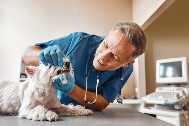 Best Urgent Dental Care in Monmouth Junction, NJ